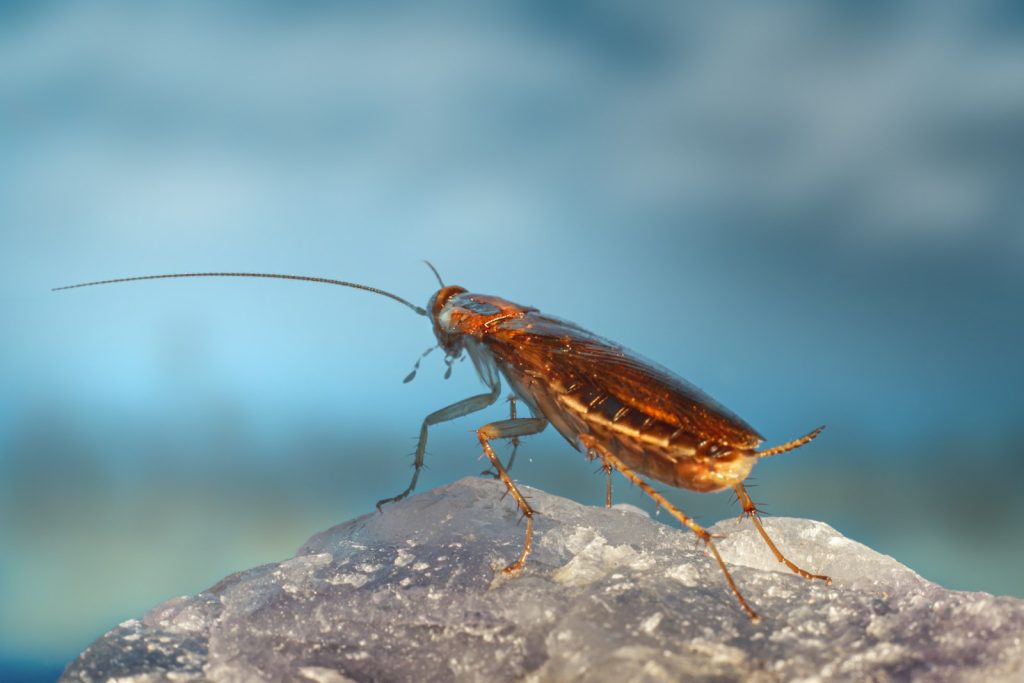 Close-up of an insect on a rock